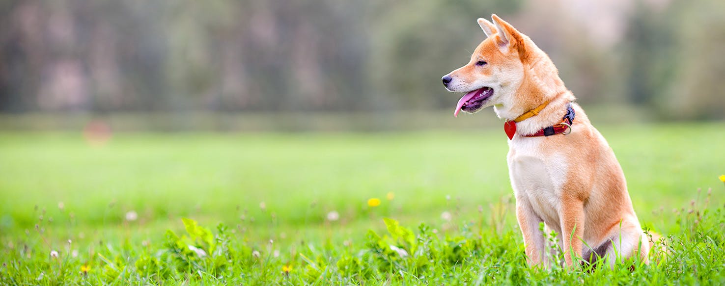 One Eyed Dog Names Popular Male and Female Names Wag!